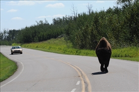 Elk Island NP